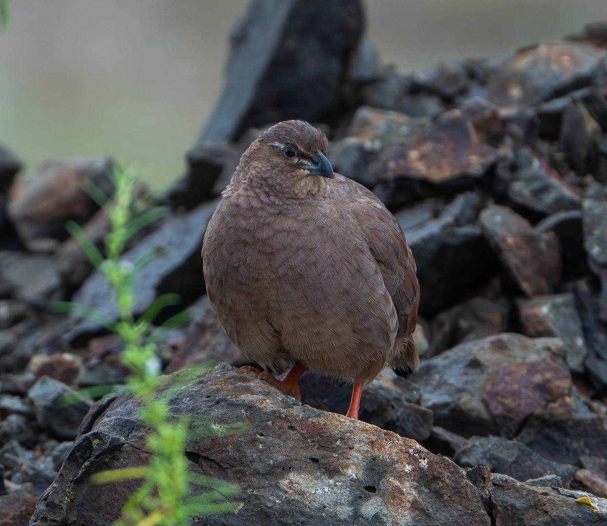 Rock Bush-Quail - ML624155437