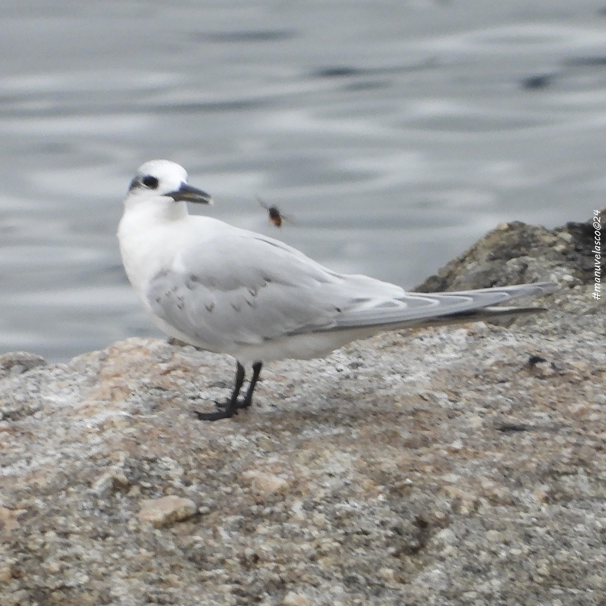 Sandwich Tern - ML624155440