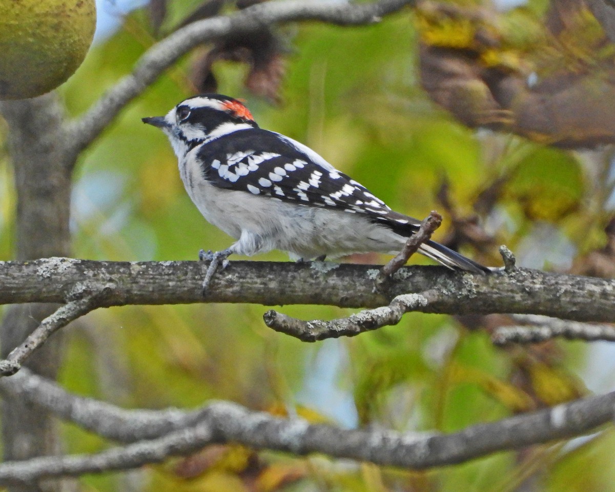 Downy Woodpecker - ML624155450