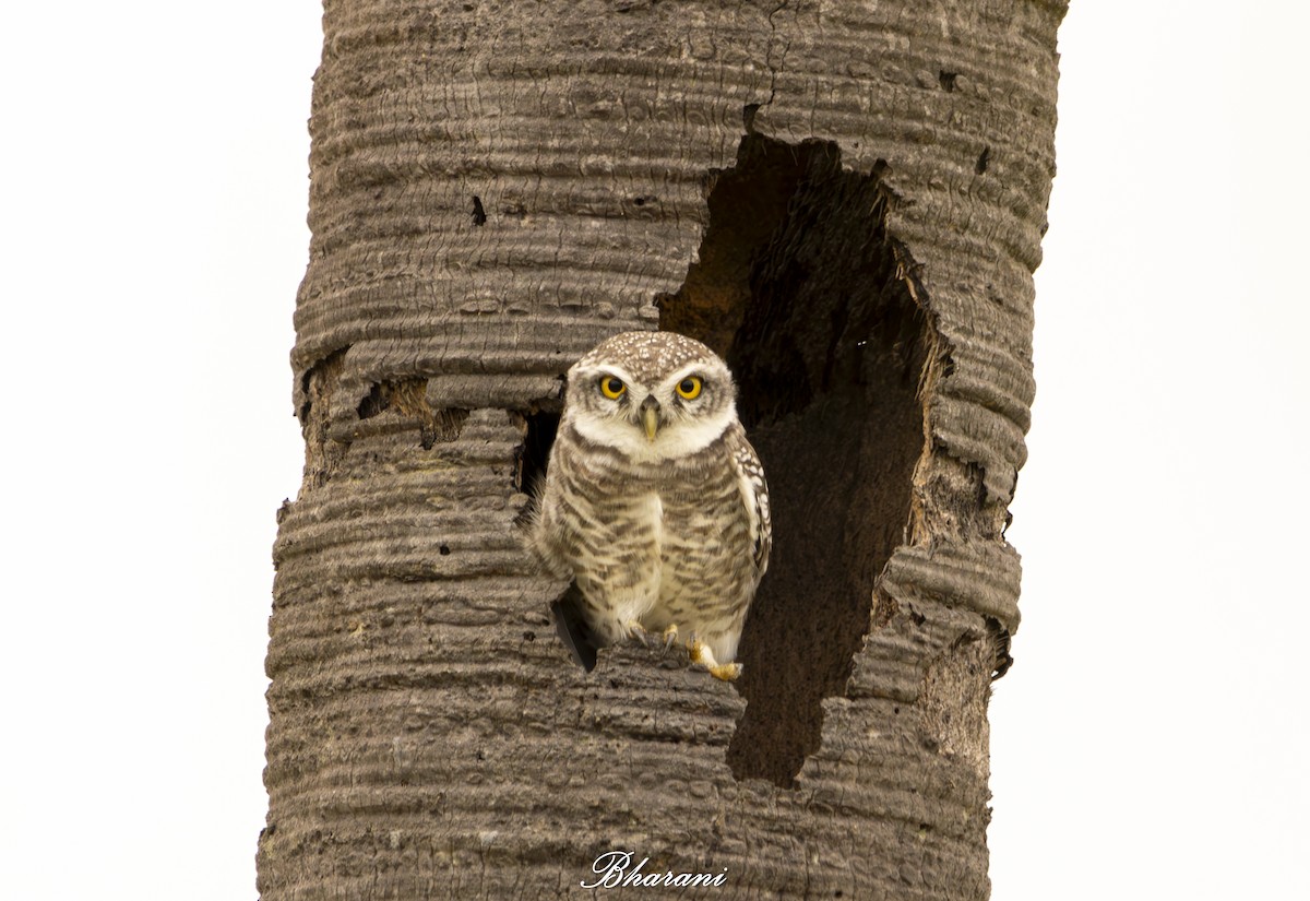 Spotted Owlet - ML624155456