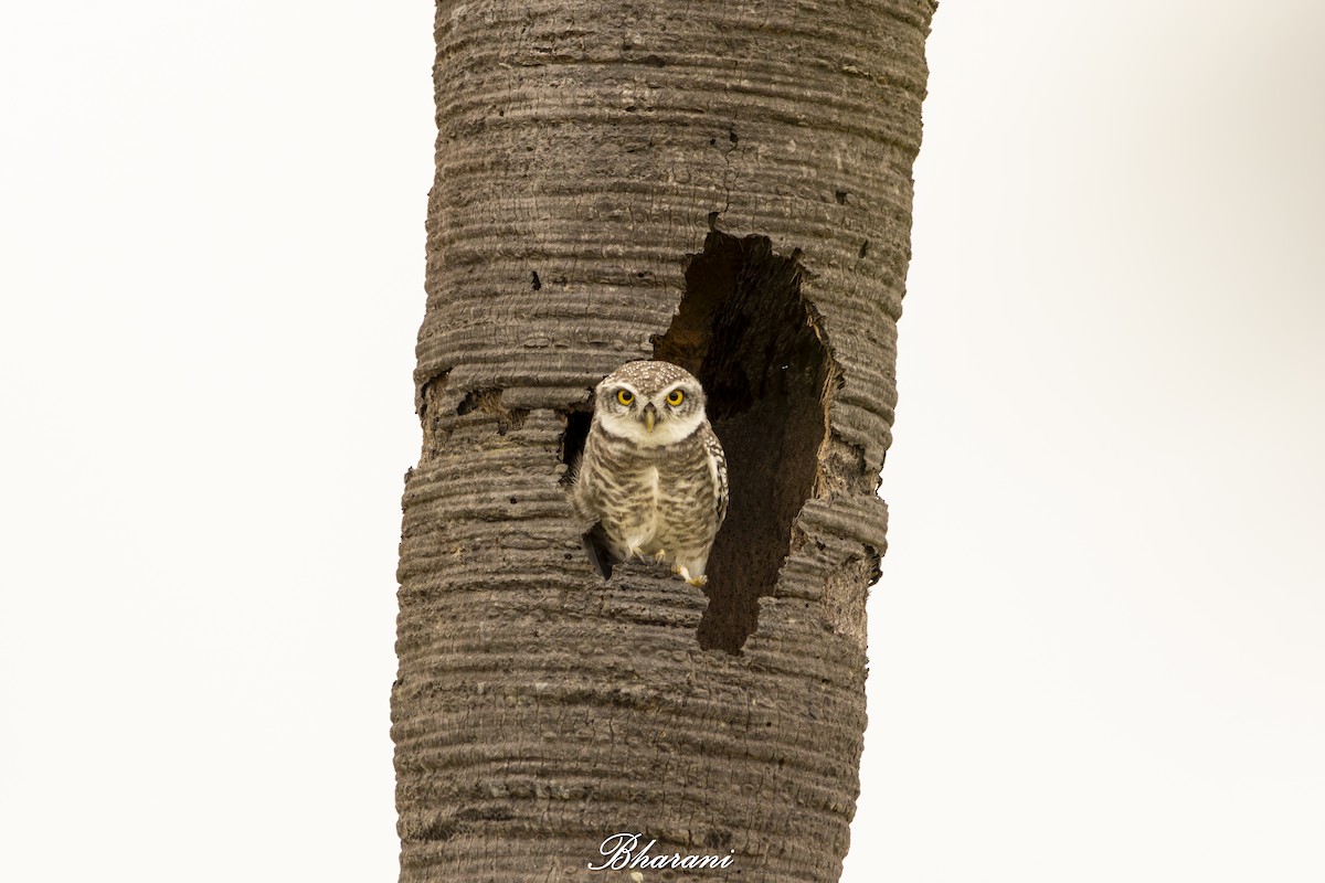 Spotted Owlet - ML624155457