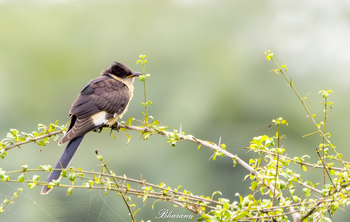 Pied Cuckoo - ML624155459