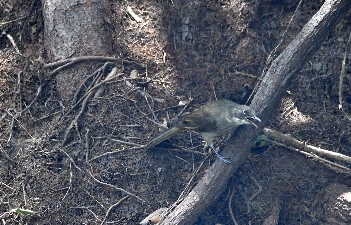 Pale-throated Greenbul - ML624155460