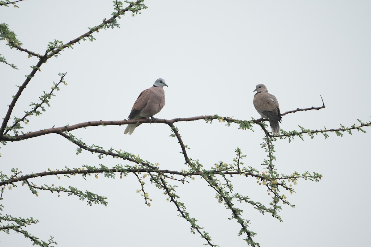 Red Collared-Dove - ML624155465