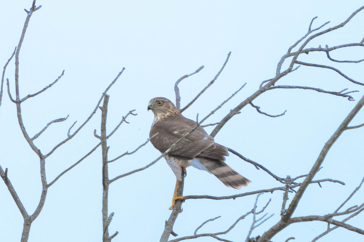 Sharp-shinned Hawk - ML624155510