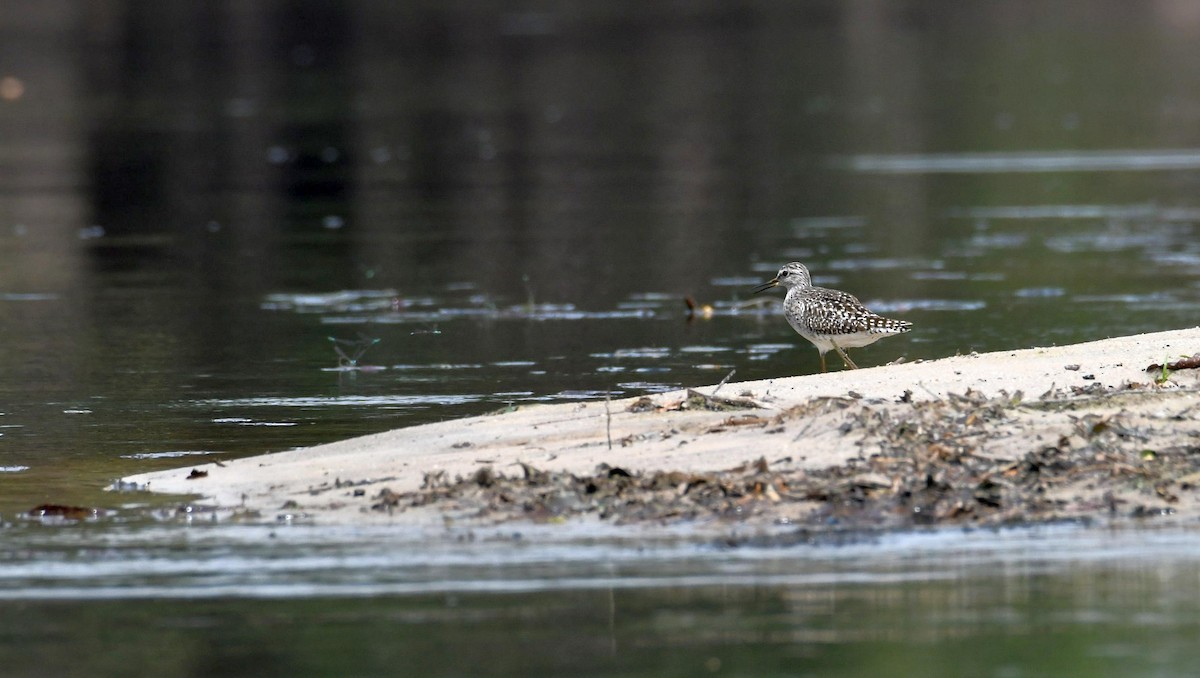 Wood Sandpiper - ML624155511