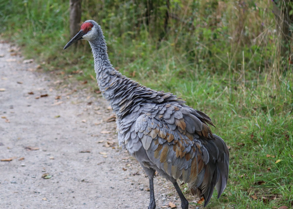 Sandhill Crane - ML624155524