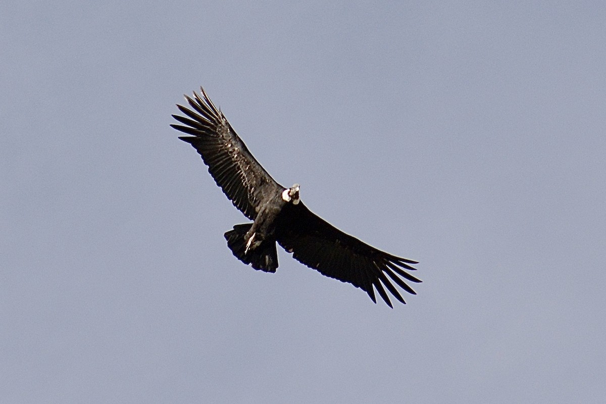 Andean Condor - ML624155572