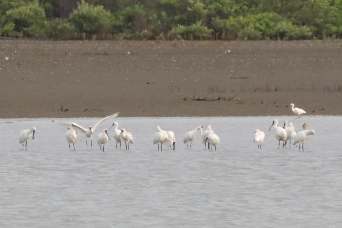 黑面琵鷺 - ML624155596