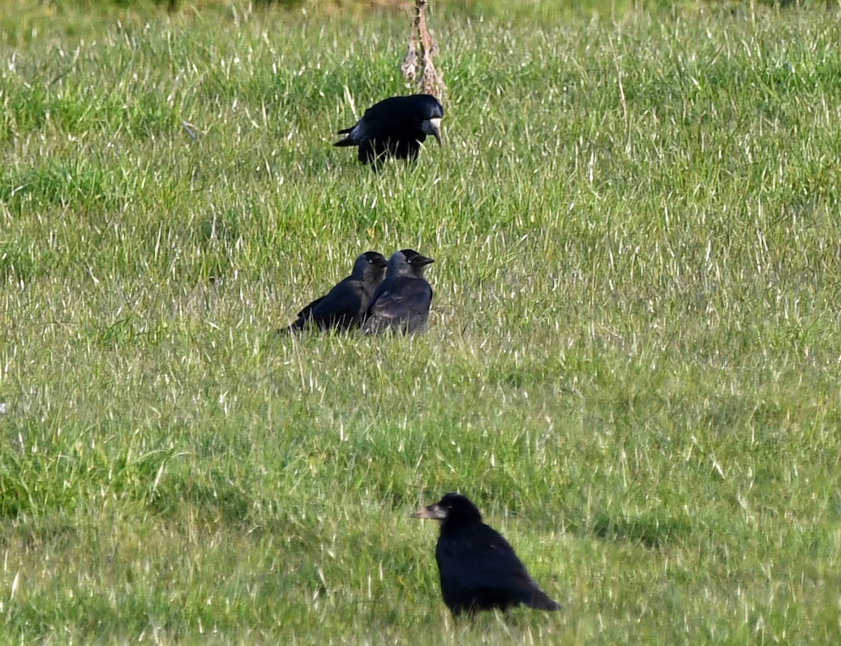 Eurasian Jackdaw - ML624155612