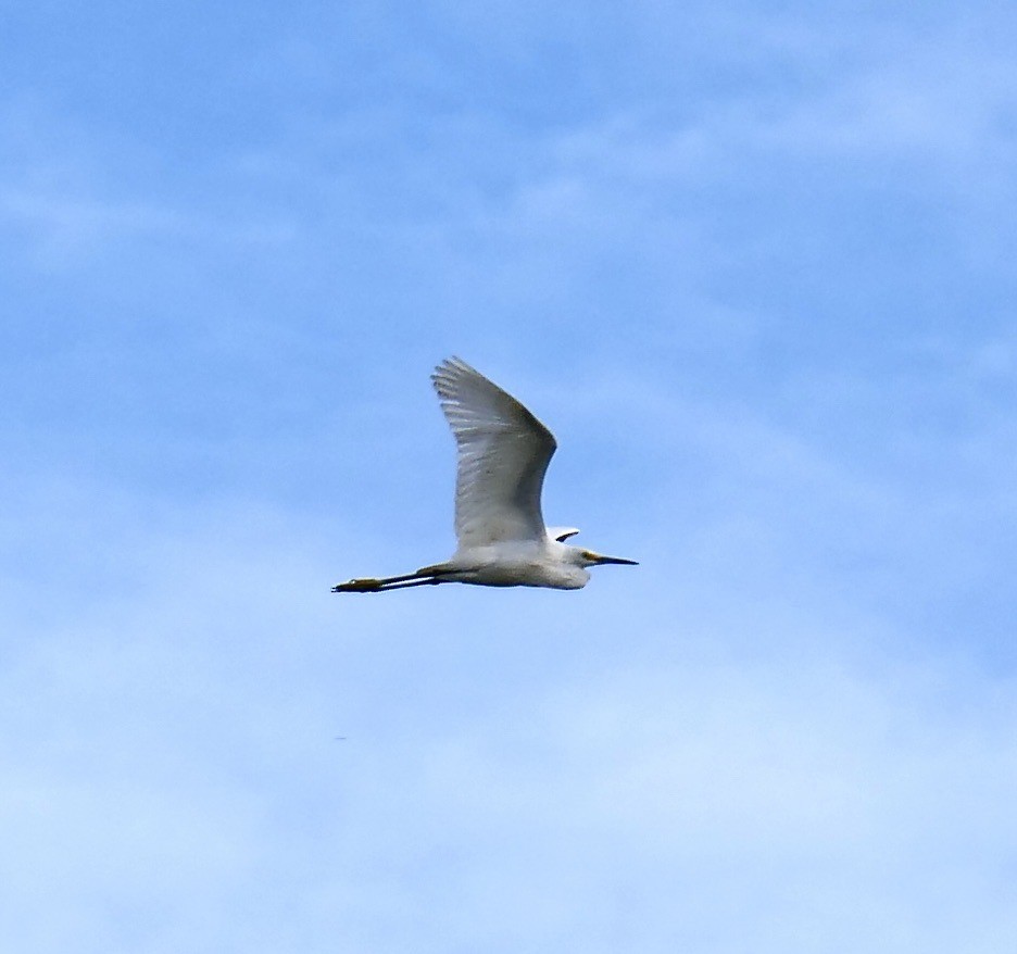 Great Egret - ML624155618