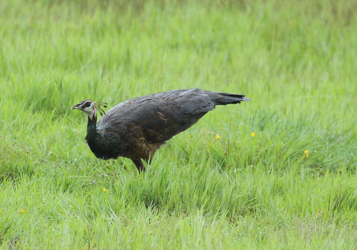 Indian Peafowl - ML624155646