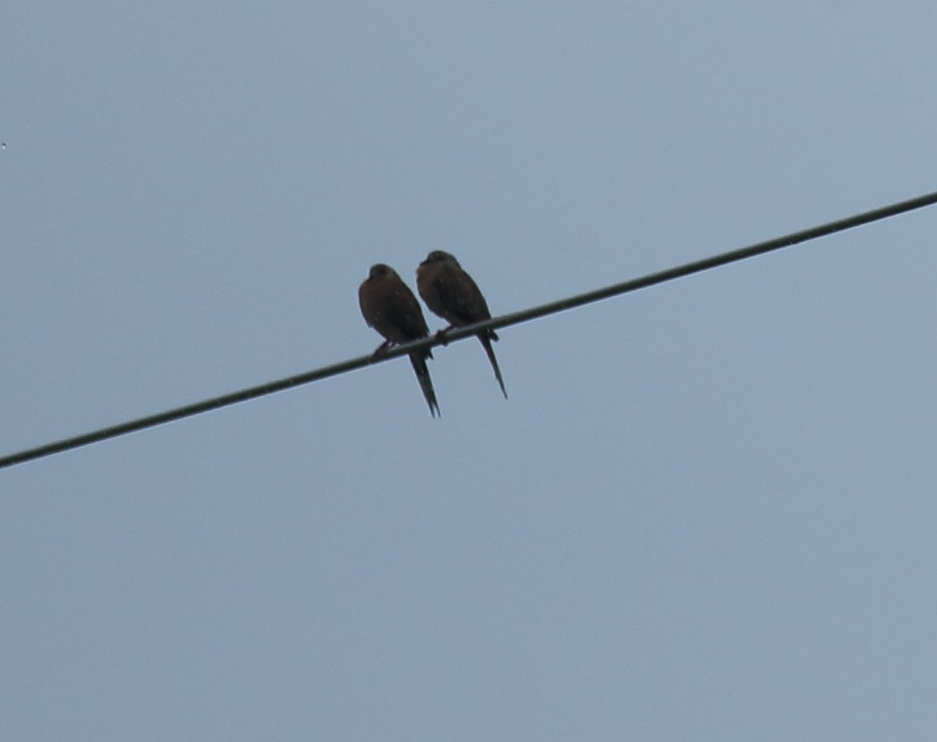 Spotted Dove - ML624155648