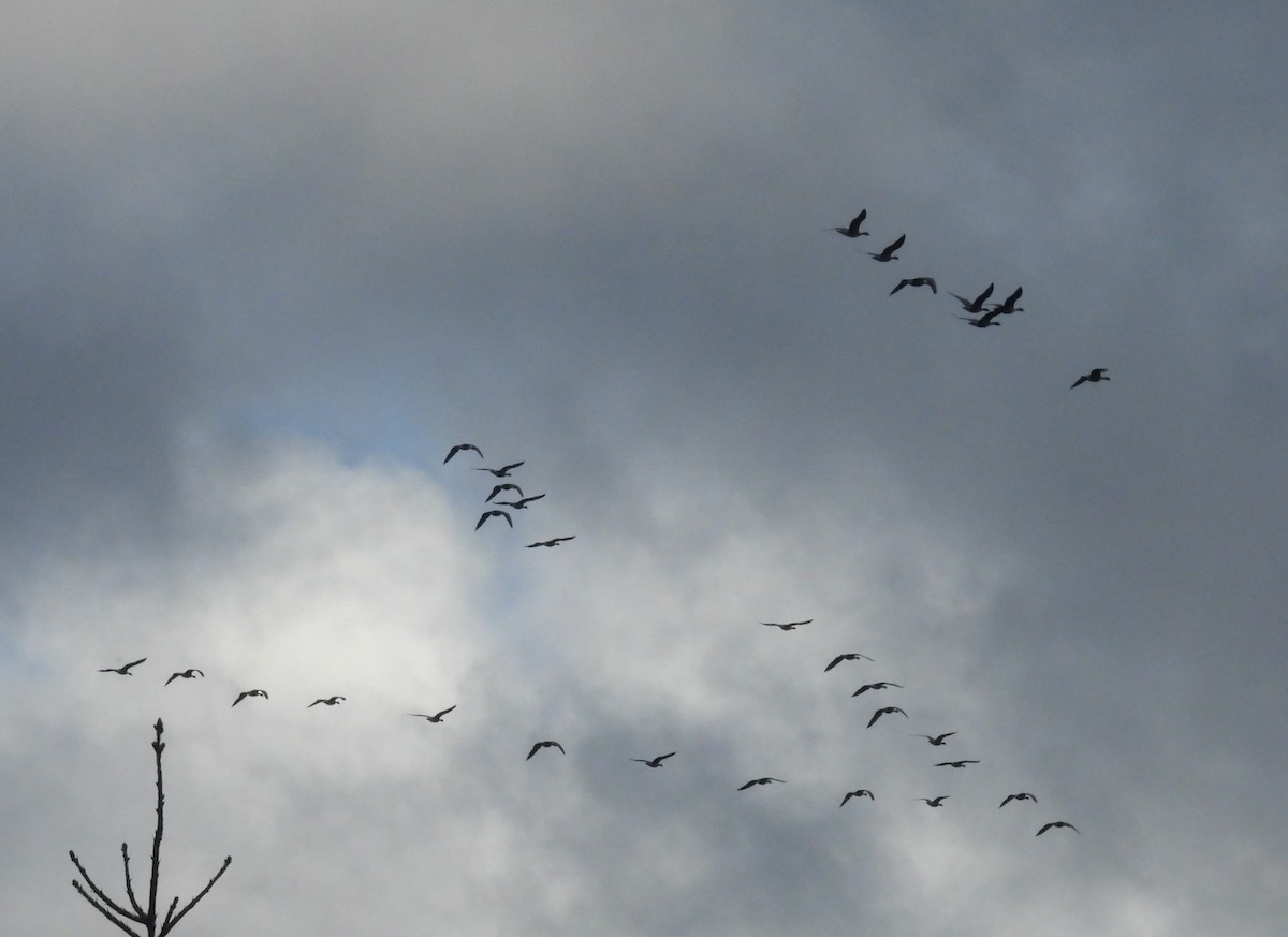 Pink-footed Goose - ML624155659