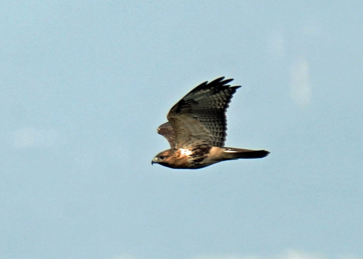 Eastern Buzzard - ML624155674