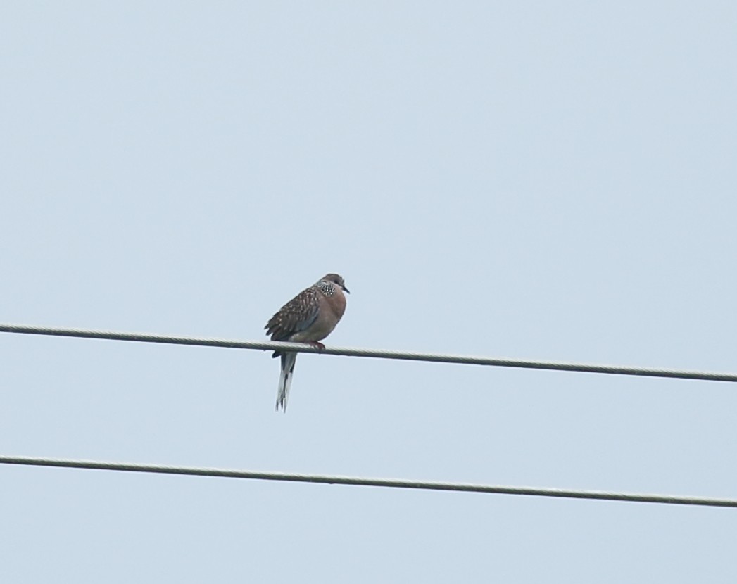 Spotted Dove - ML624155676