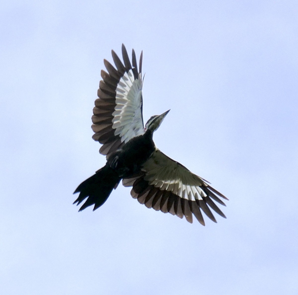 Pileated Woodpecker - ML624155698
