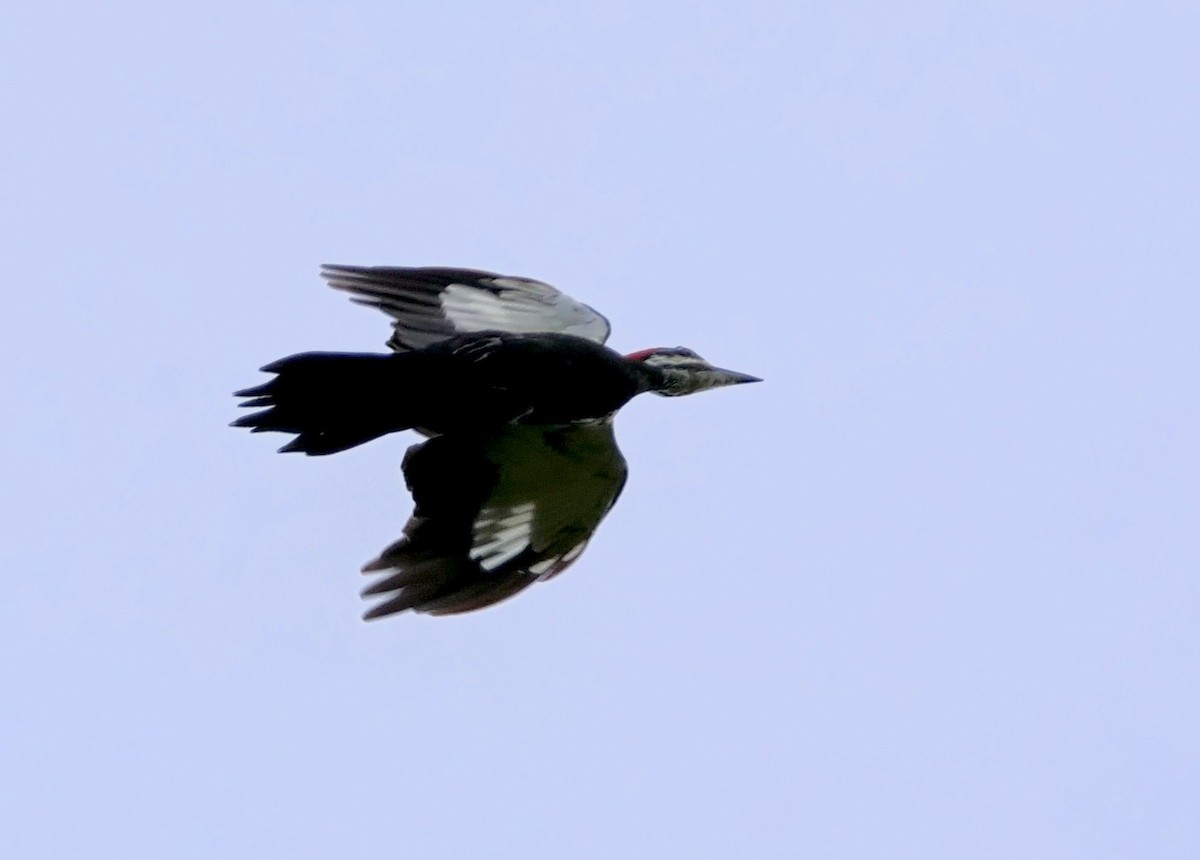 Pileated Woodpecker - ML624155699