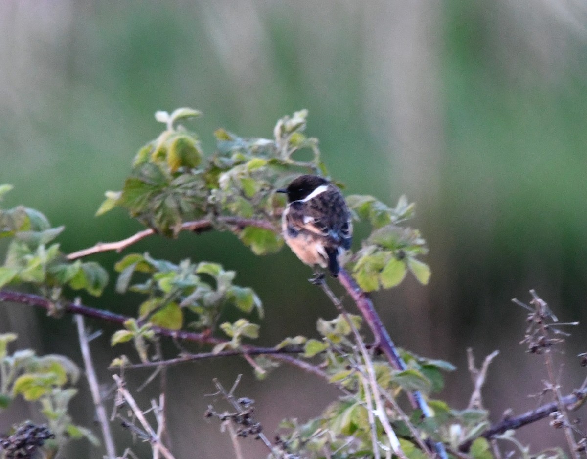 European Stonechat - A Emmerson