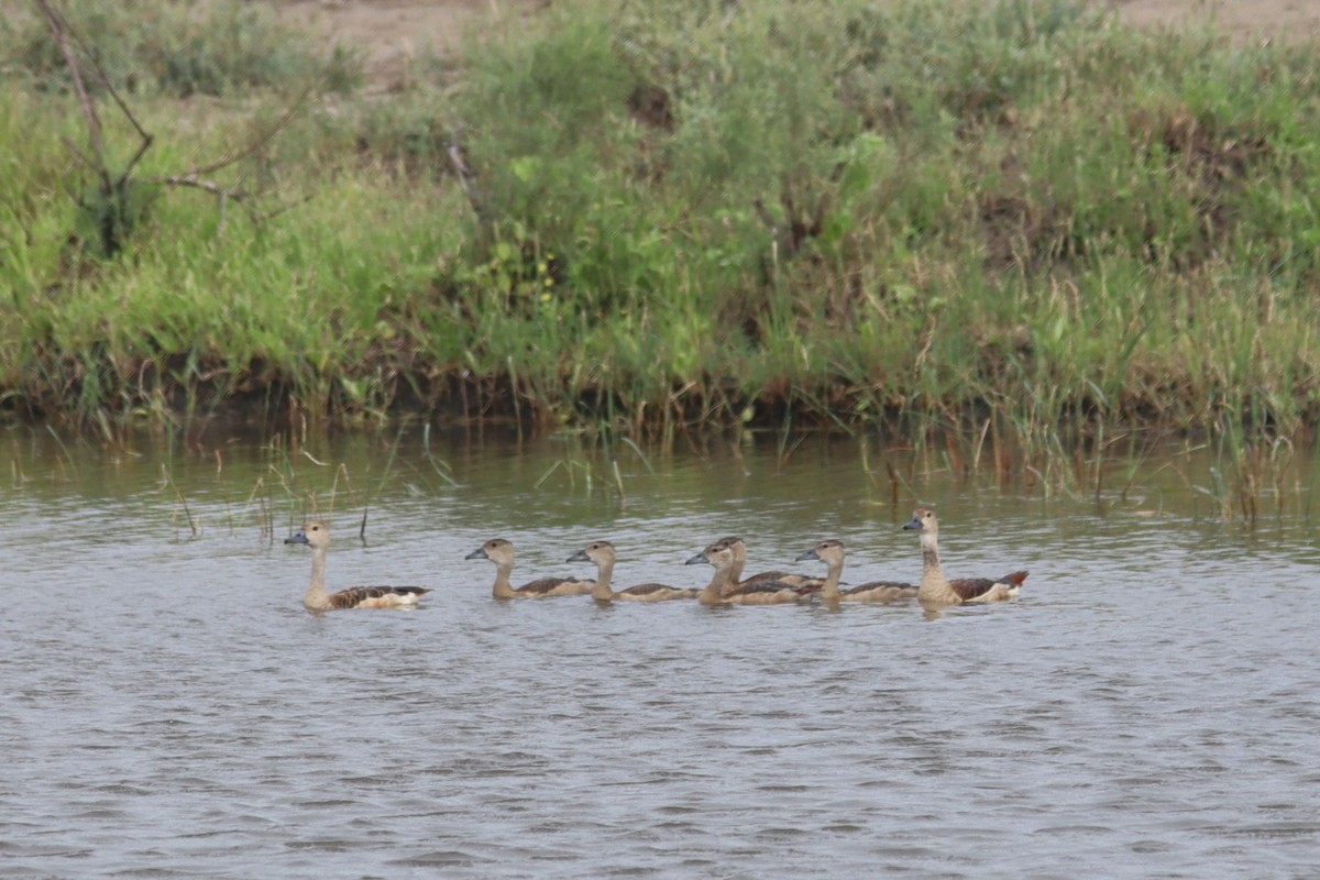 Indian Spot-billed Duck - Dharmarajsinh Chudasama