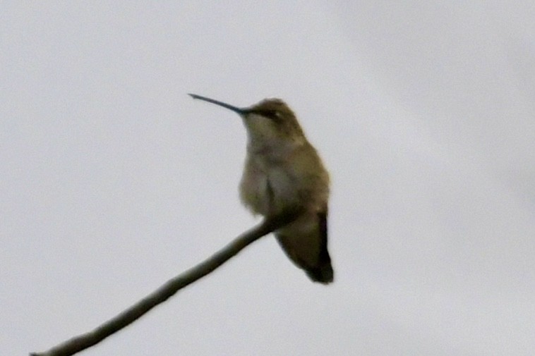 tanımsız Trochilidae sp. - ML624155757