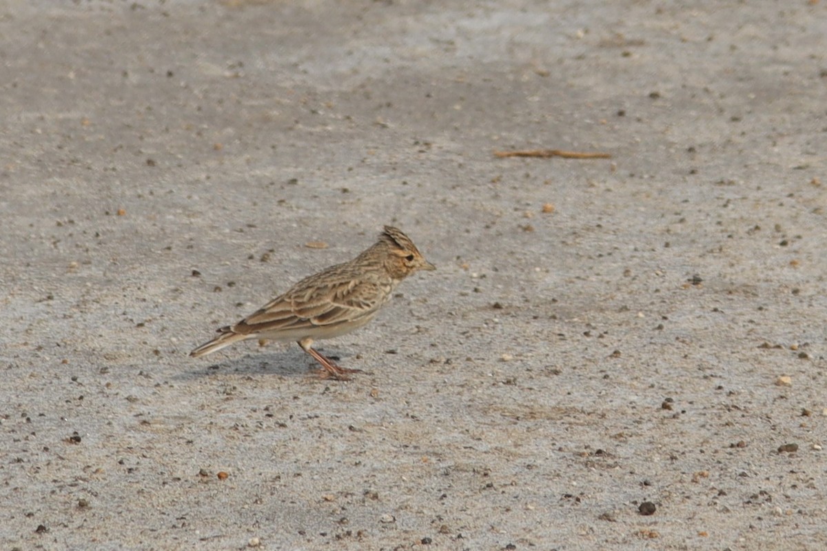 Sand Lark - ML624155783