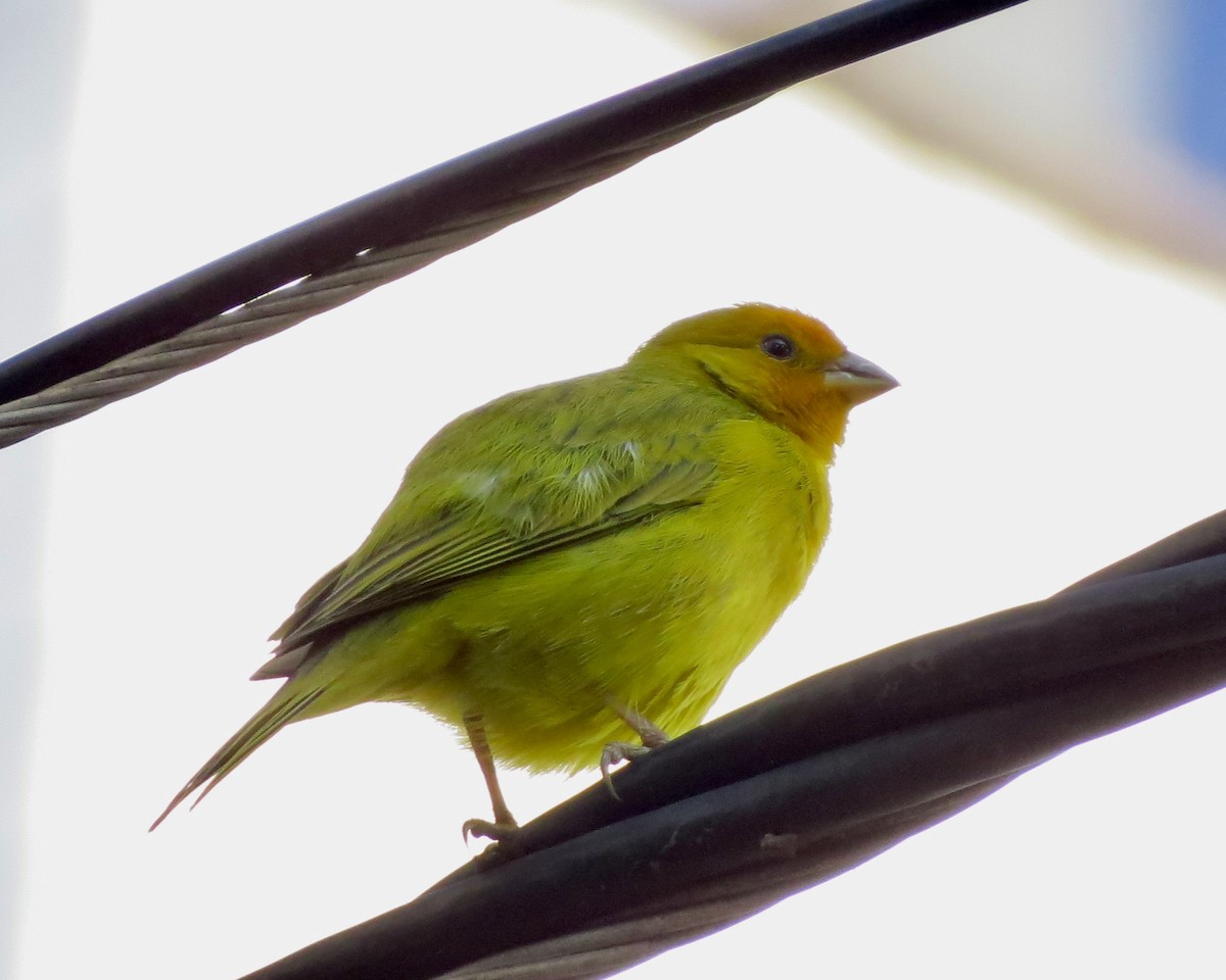 Saffron Finch - ML624155785