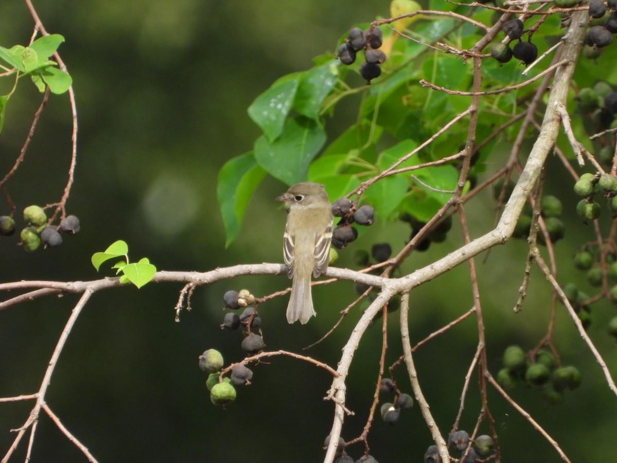 Least Flycatcher - ML624155800