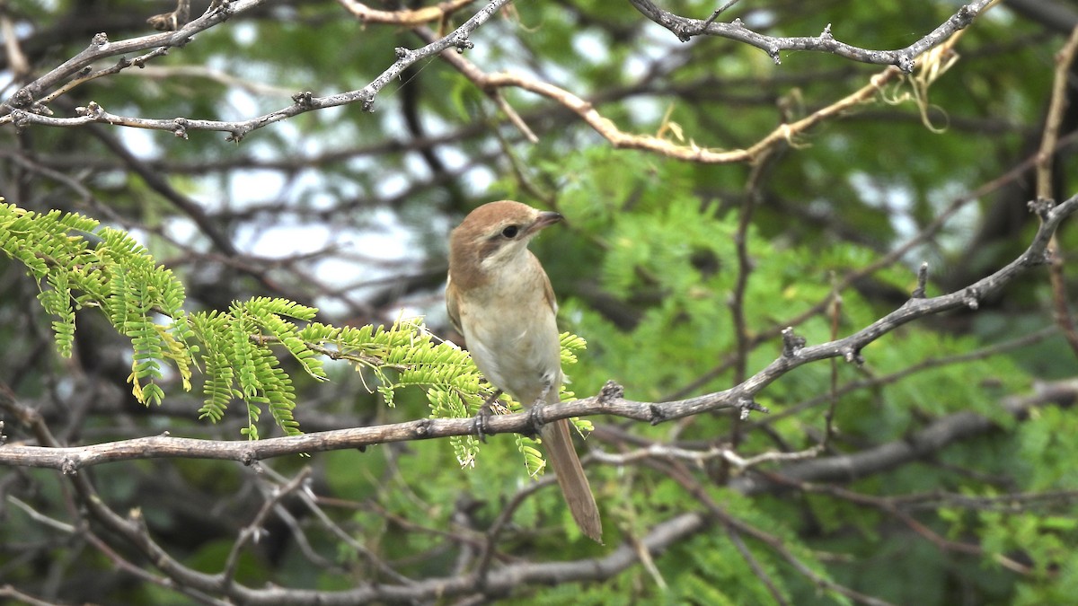 Averla isabellina - ML624155810