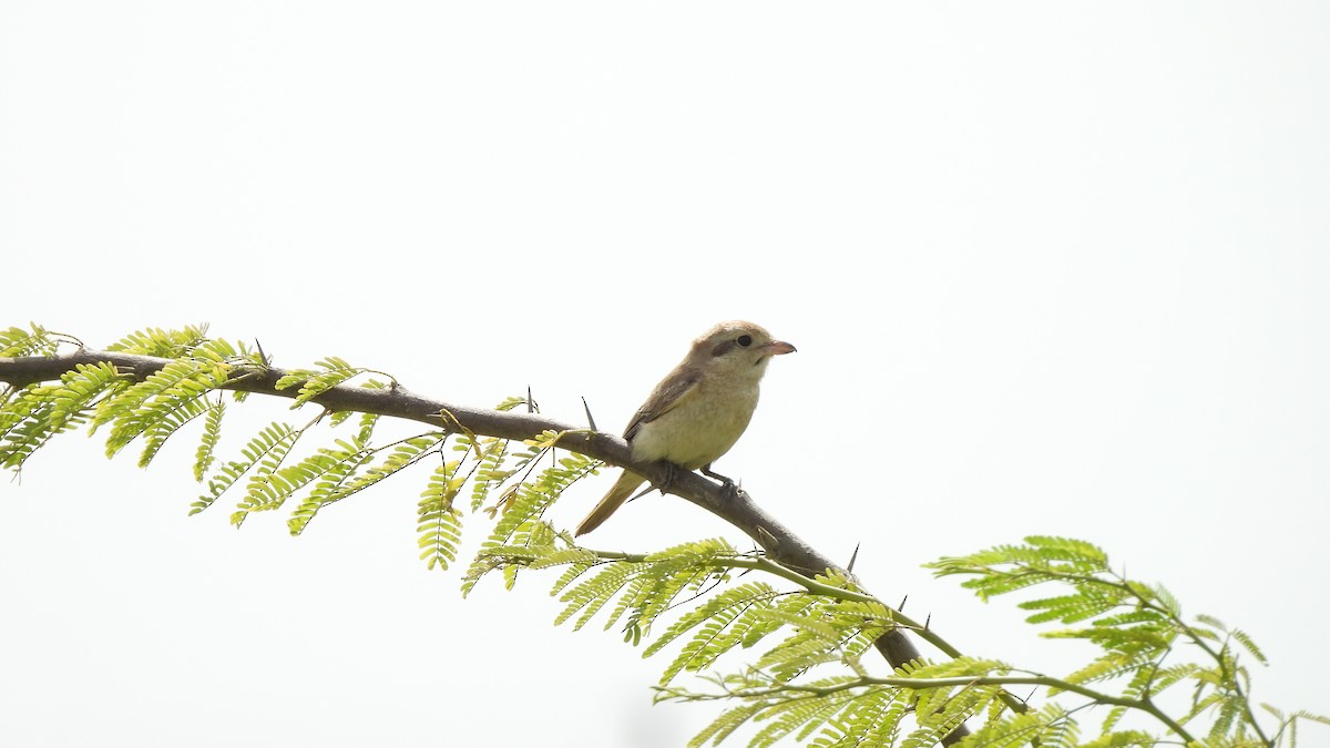 Isabelline Shrike - Munish Gowda