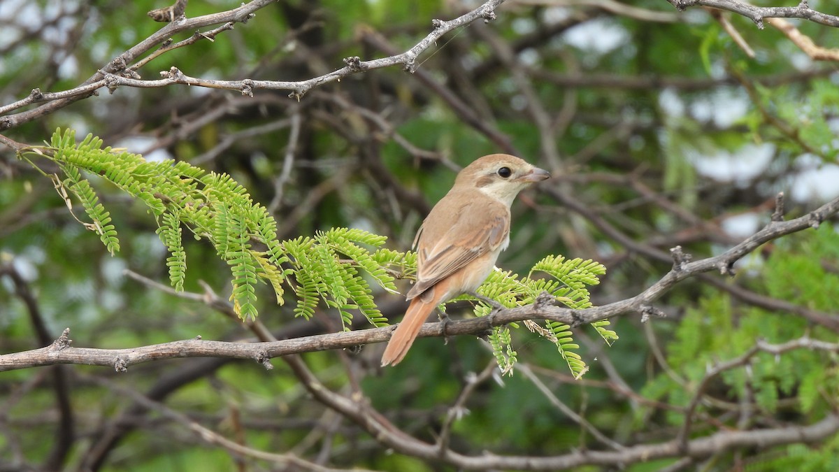 Averla isabellina - ML624155813