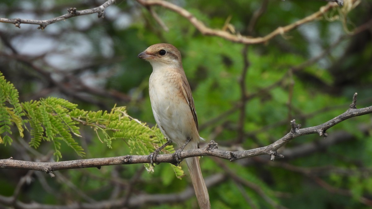 Averla isabellina - ML624155814