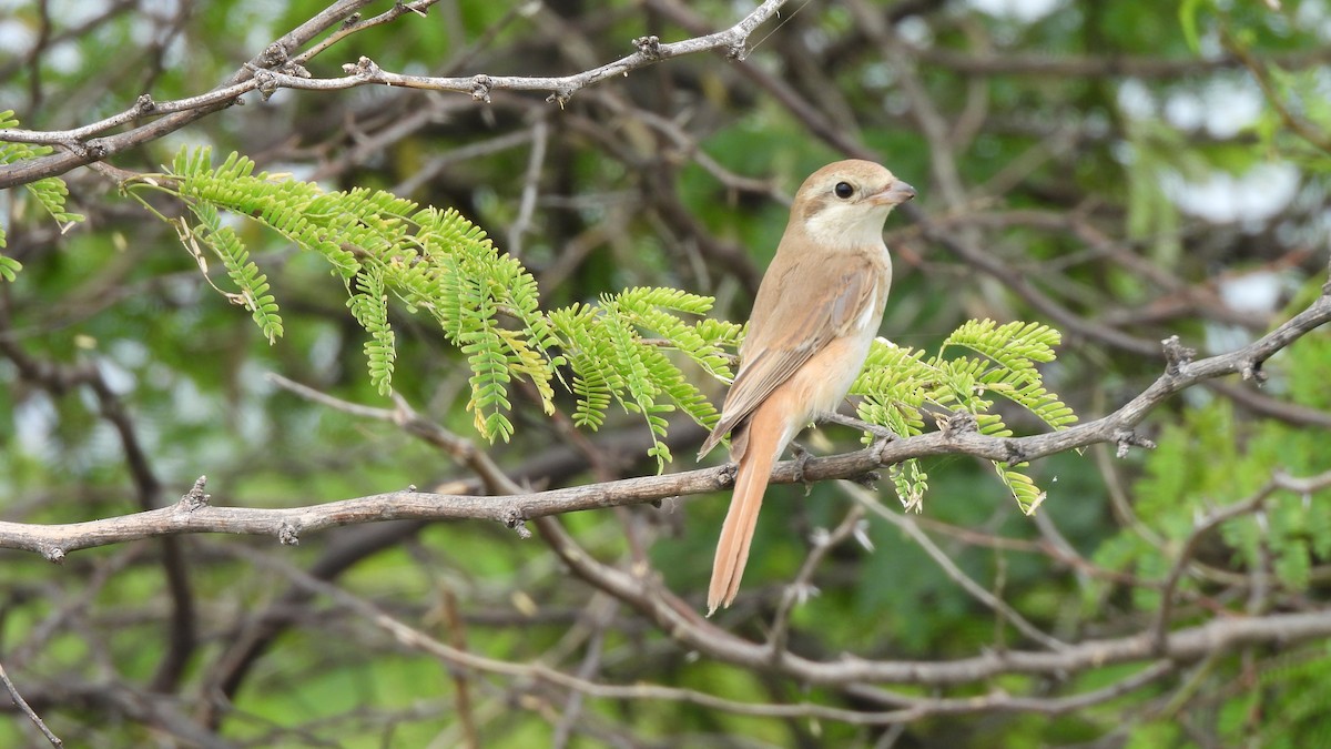 Averla isabellina - ML624155815