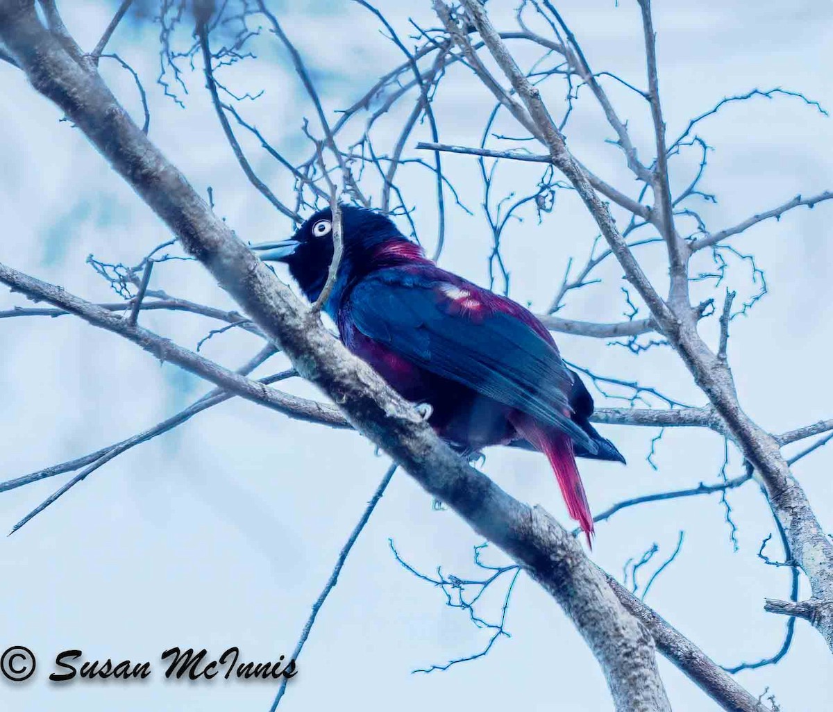 Maroon Oriole - ML624155829