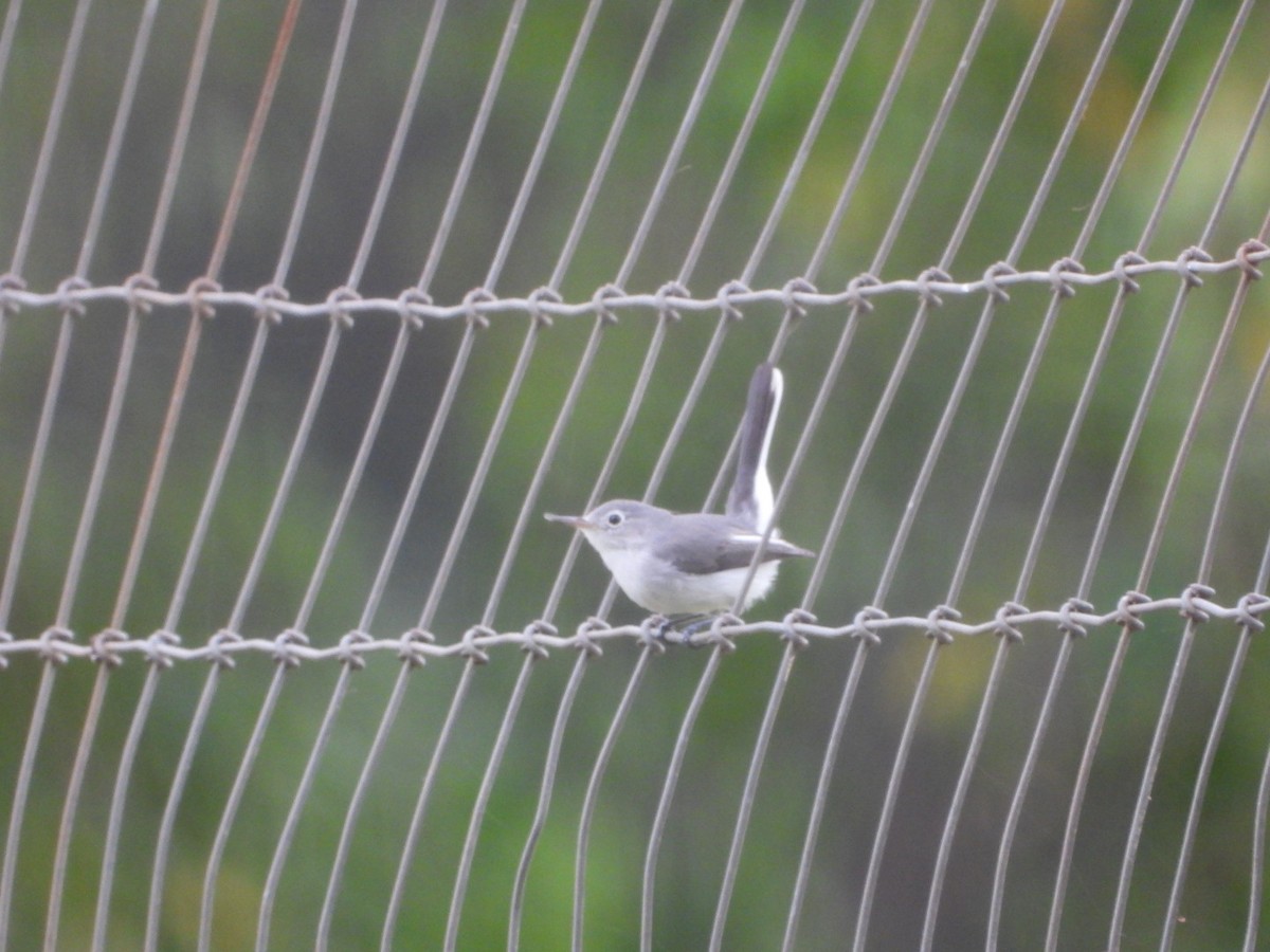 Blue-gray Gnatcatcher - ML624155844