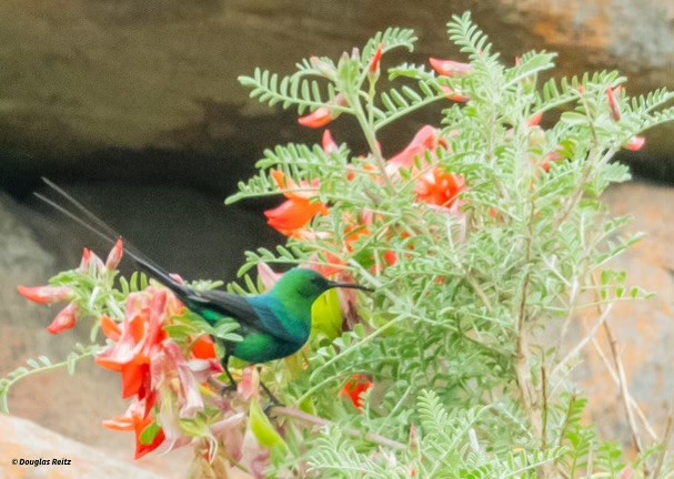 Malachite Sunbird - Charlotte Pavelka & Doug Reitz