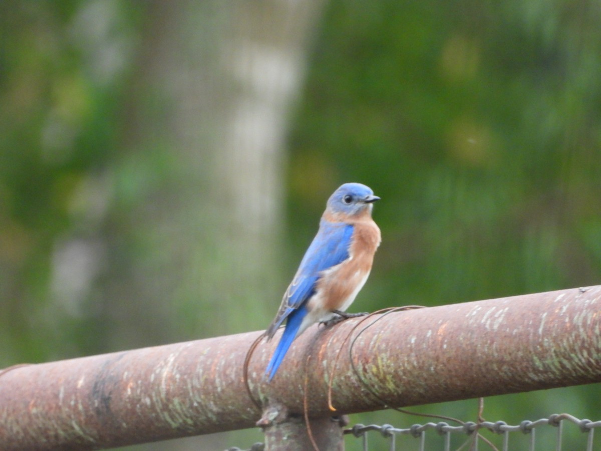 Eastern Bluebird - ML624155856