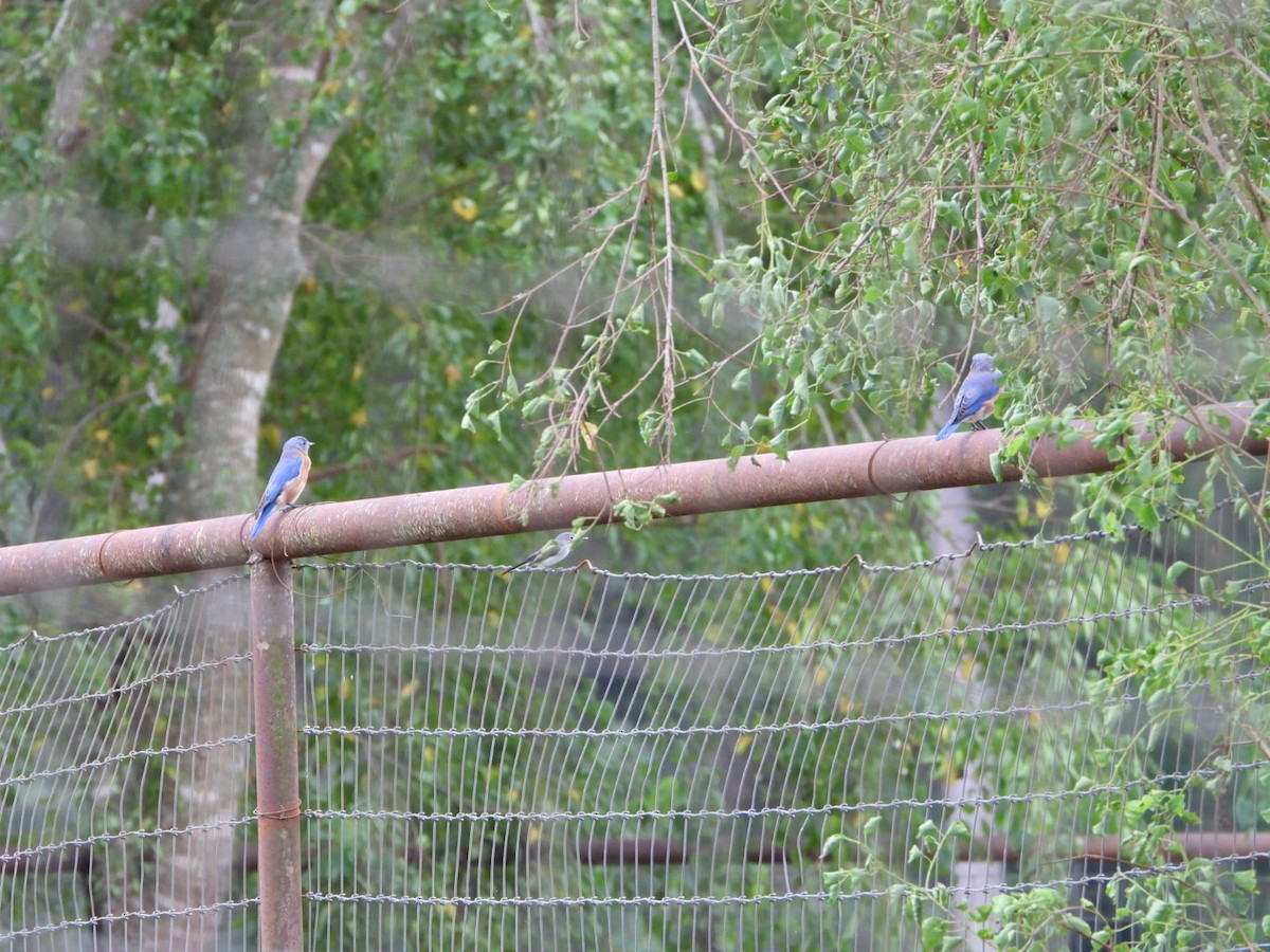 Eastern Bluebird - ML624155859