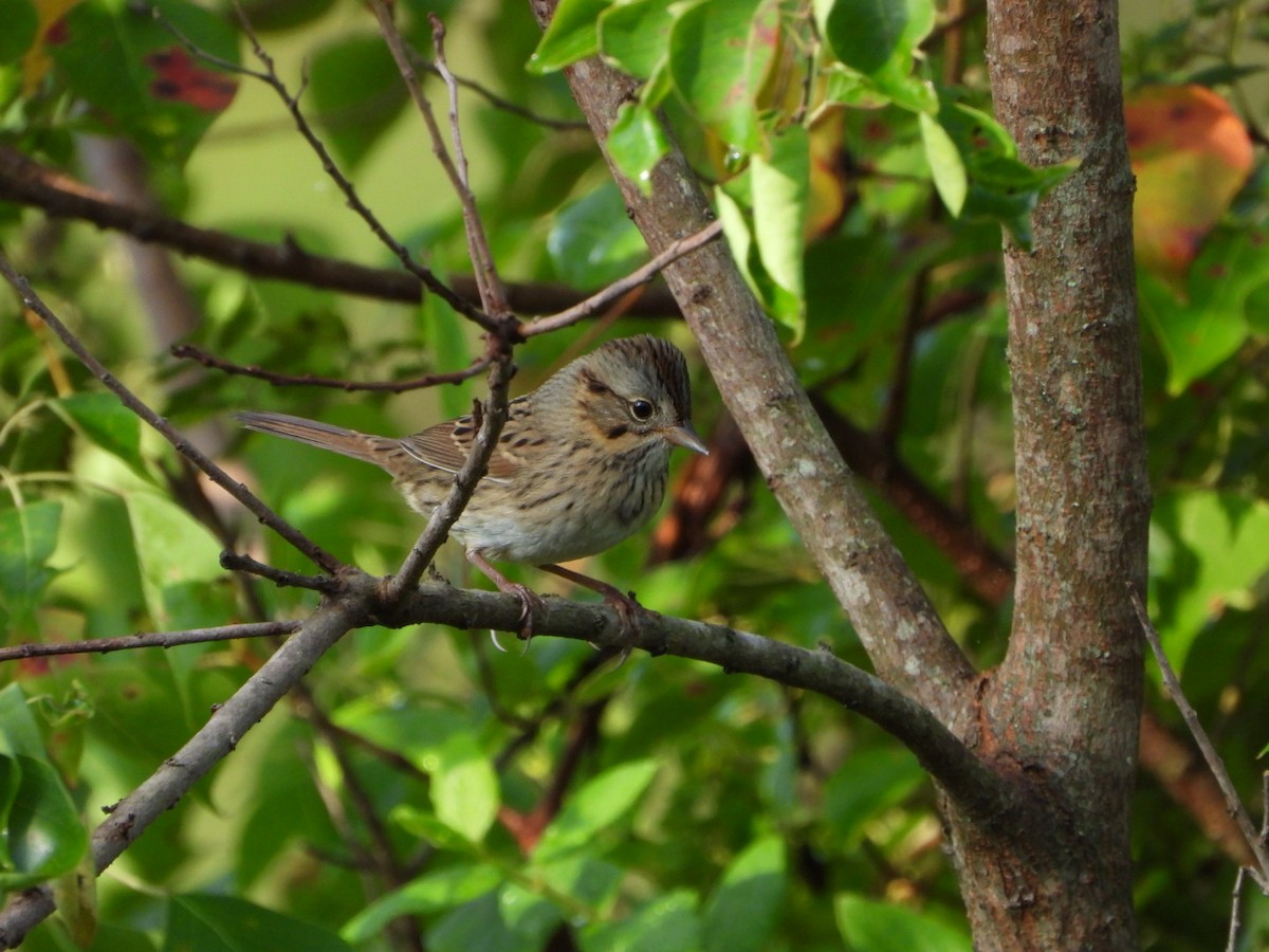 Lincoln's Sparrow - ML624155864