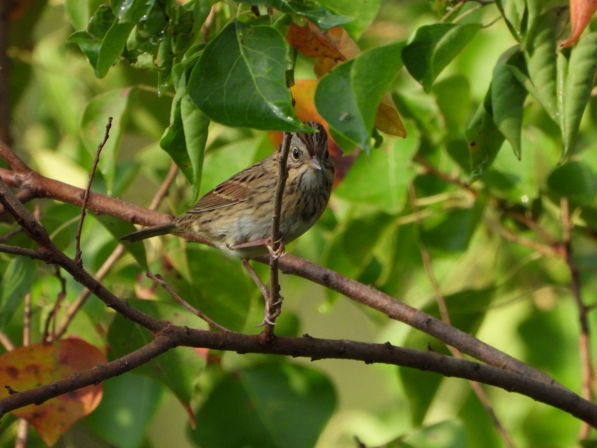 Lincoln's Sparrow - ML624155867