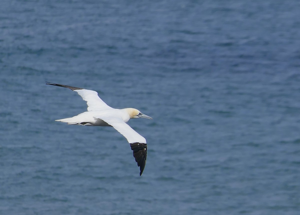 Northern Gannet - ML624155871