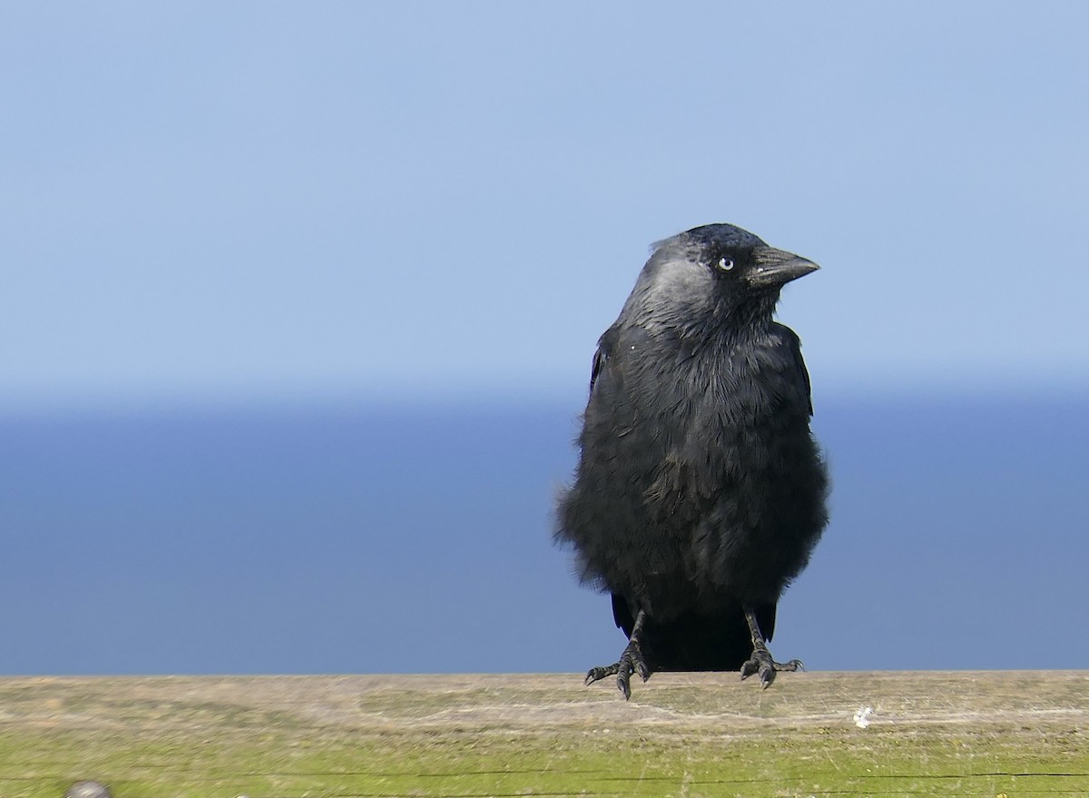 Eurasian Jackdaw - ML624155873