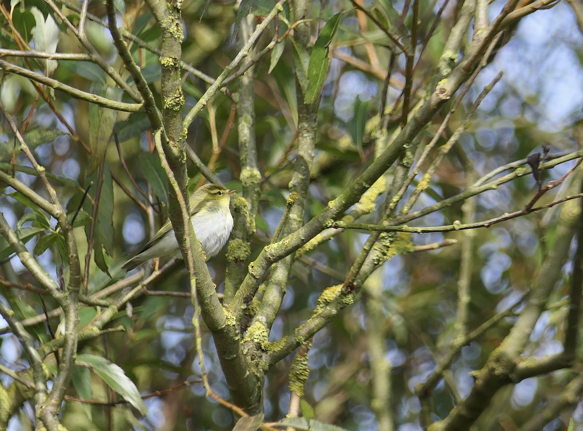 Wood Warbler - Mark Whiffin