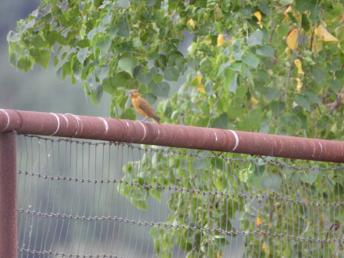 Summer Tanager - ML624155886