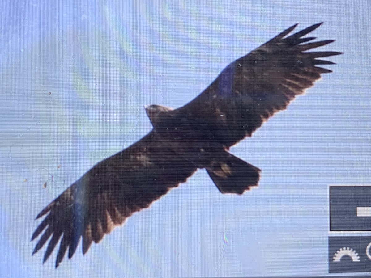 Greater Spotted Eagle - ML624155902