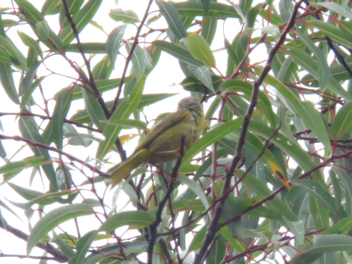 Yellow Warbler - ML624155958