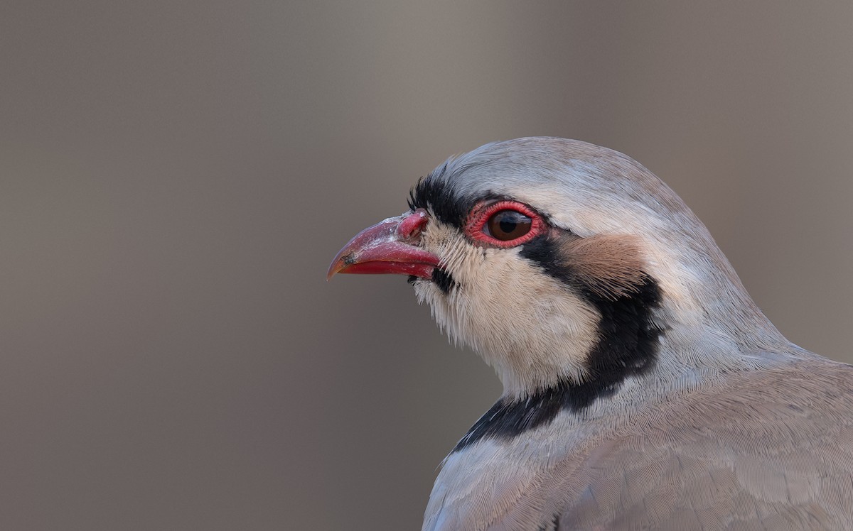 Chukar - Giota Bourneli