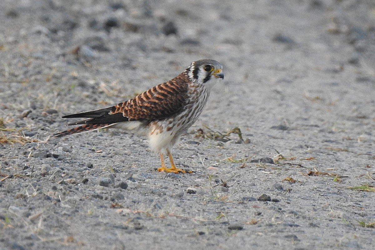 American Kestrel - David  Clark