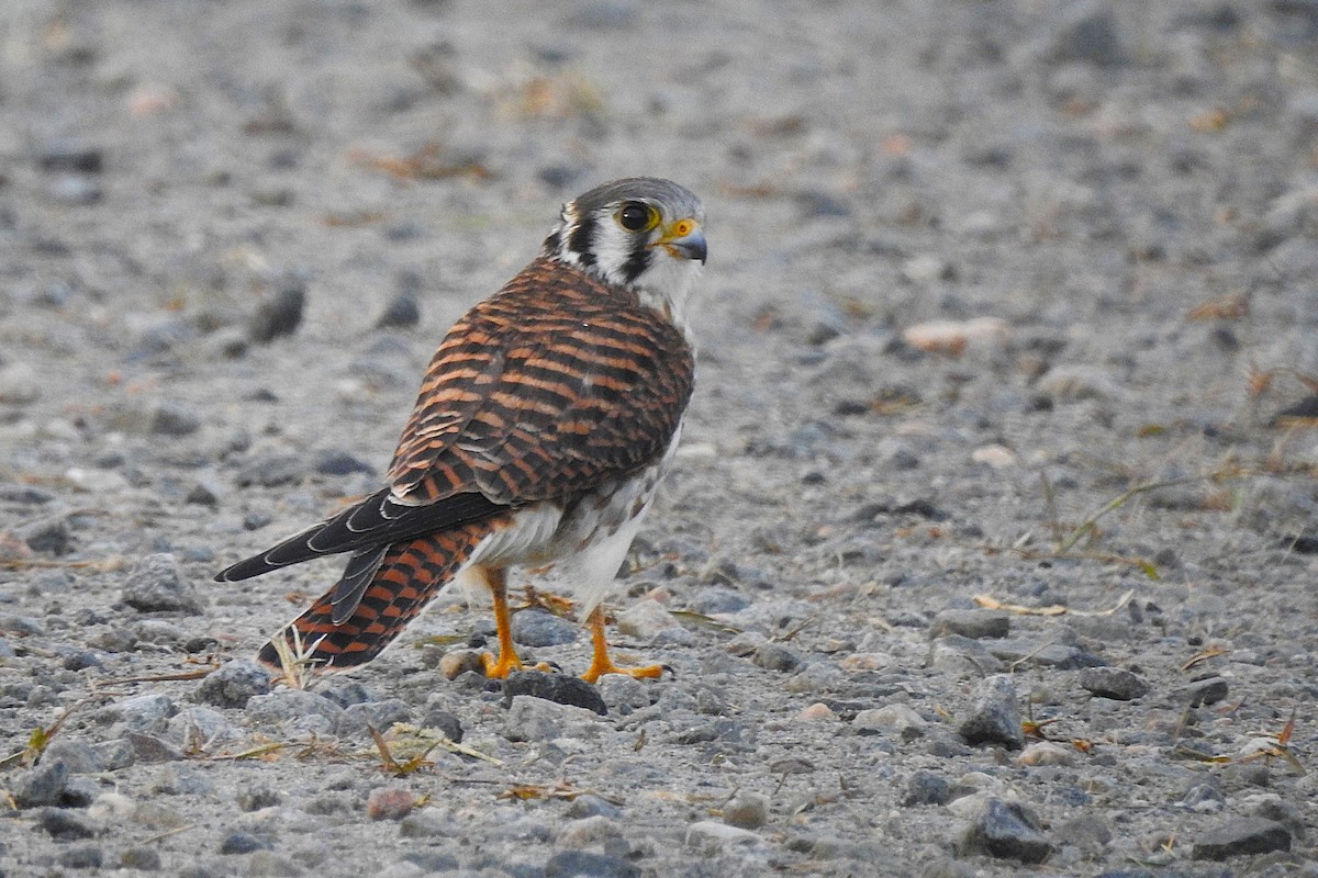 American Kestrel - David  Clark