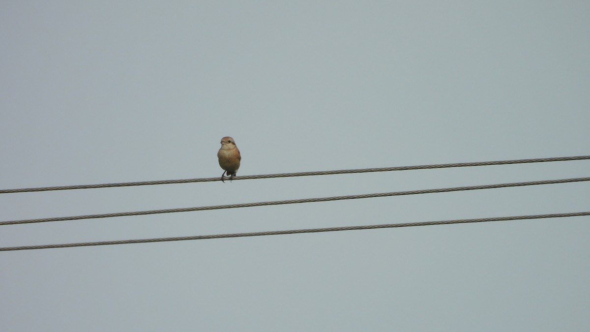 Isabelline Shrike - Munish Gowda